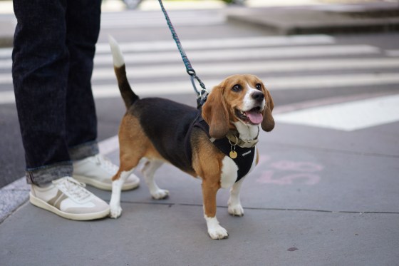 Bailey is a gene-edited hypoallergenic beagle.