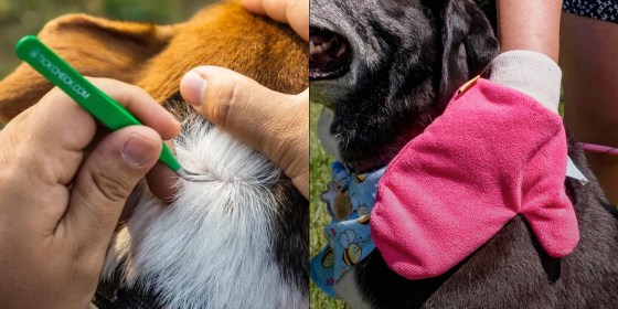 Not all ticks carry disease, but the ones that do can make your dog sick if they’re not taking preventatives year-round.