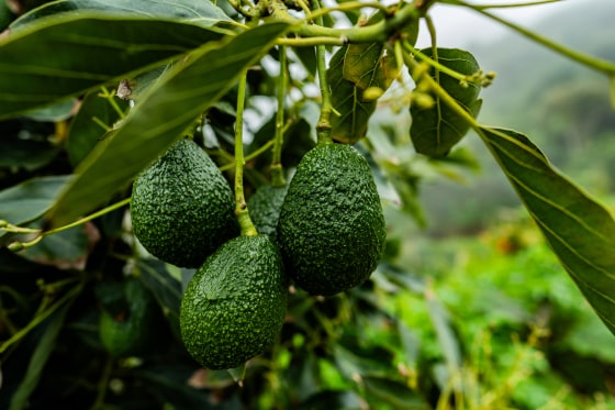 Image: Close-up of avocados on a farm