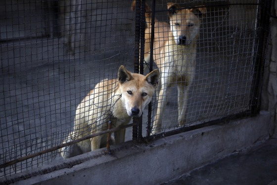 As the Korean Peninsula swelters through a heat wave, North Korean state media has touted everything from dog-meat soup to chicken broth as ways to cope, while portraying Kim Jong Un as a leader who endures harsh conditions alongside his people.