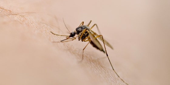 West Nile virus is most commonly spread through mosquitoes and symptoms can range from non-existent to severe.