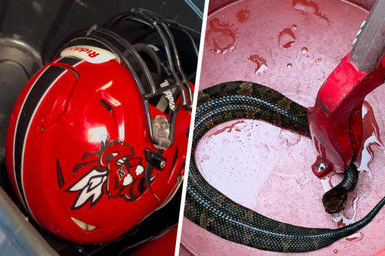 A cottonmouth snake found in the helmet of a Maumelle high school football player.