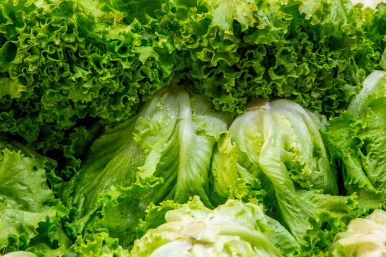 Fresh Green Lettuce Leaves Close-Up with Water Drops.