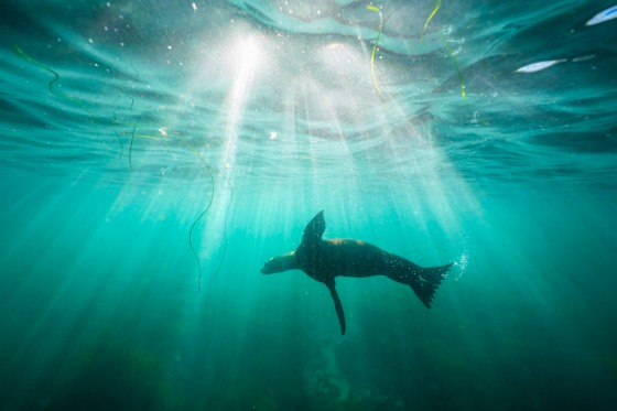 A sea lion swims over the sea.