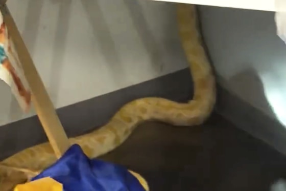 The escaped python at Forest Middle School in Bedford County, Va.