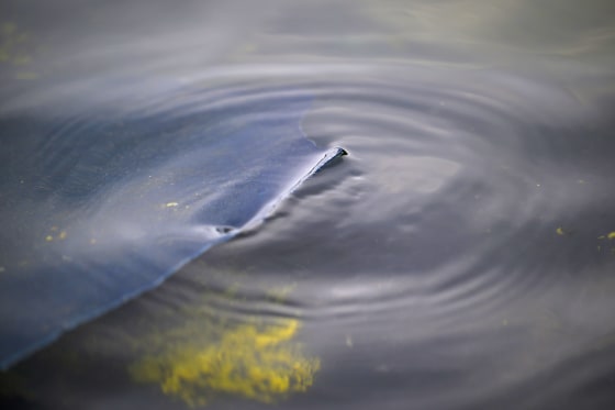 A peeling section of coating bobs above the water in the Reflecting Pool on June 21, 2026.
