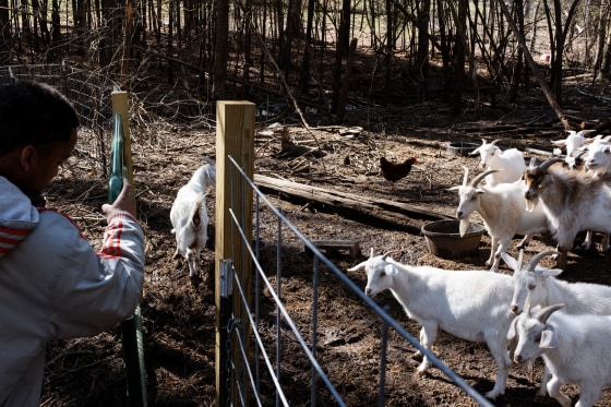 A person closes a gate to a goat pen.