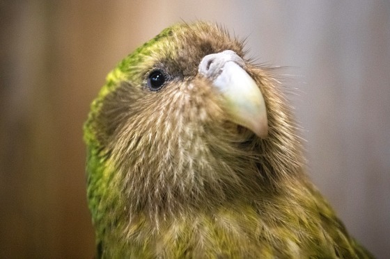 Kakapo