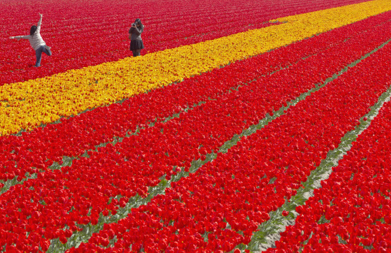 Tourists take snapshots between the blossoming tulips in Lisse, The Netherlands, April 14. In about a week there will be a floral parade at the Dutch town.