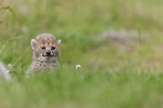 Adorable rare cheetah cubs venture outside