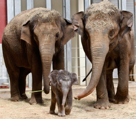 An Asian elephant calf, born at the Oklahoma City Zoo April 15, is pictured with her mother, Asha, right, a 16-year old Asian elephant, and her aunt, Chandra, left, a 14-year old Asian Elephant, at the zoo in Oklahoma City, Thursday, April 28.