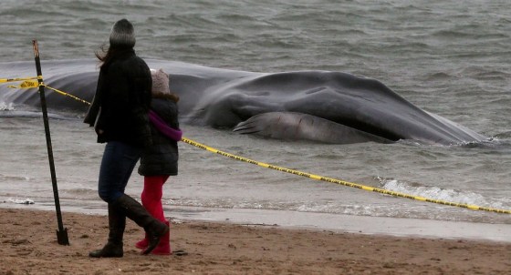 People walk past a beached whale in the Breezy Point neighborhood on Dec. 26, 2012 in the Queens borough of New York City. Breezy Point was especially hard hit by Superstorm Sandy. Rescuers believe the whale will not be able to be saved.