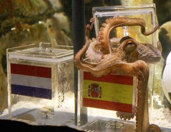 Pulpo Paul opens a box decorated with a Spanish flag and a shell inside at the Sea Life aquarium in Oberhausen, western Germany last July.