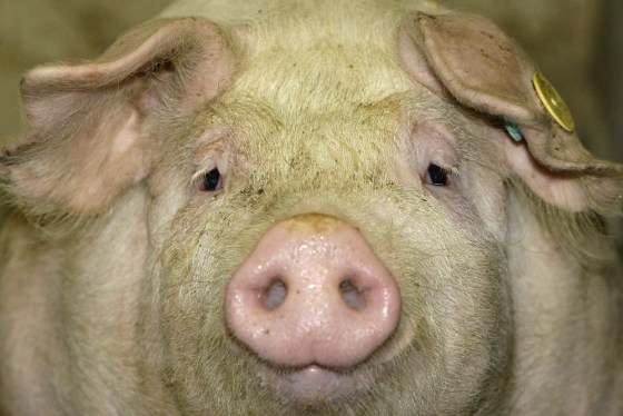 A pig is seen inside its enclosure at a pig farm near Landshut, about 80km north-west of Munich, southern Germany, April 28, 2009. REUTERS/Michaela Rehle (GERMANY ANIMALS)