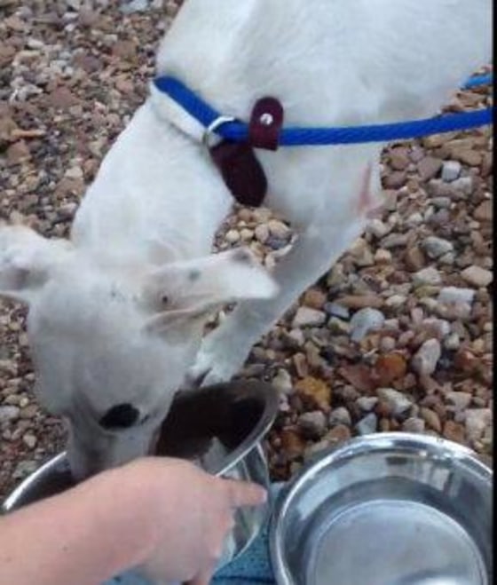 Miracle getting her first taste of water and food in quite a while.