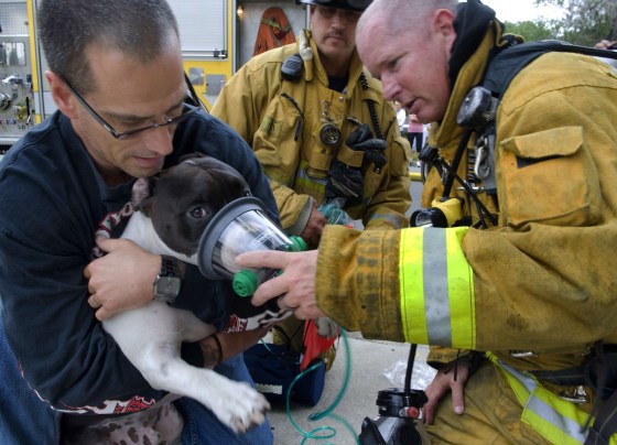 Firefighters rescue dogs, cats from California house fire