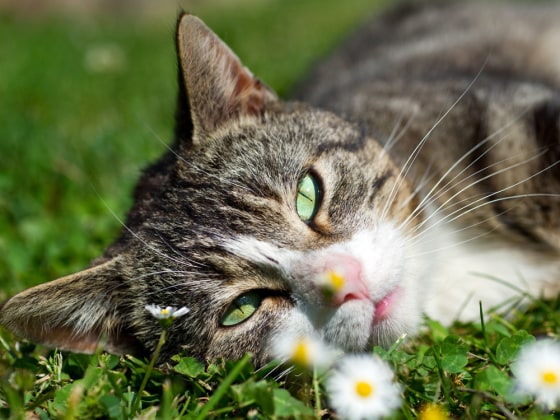 From animals getting sporty to lounging cats and a rescued otter, get your cuteness fix with irresistible photos of creatures great and small.