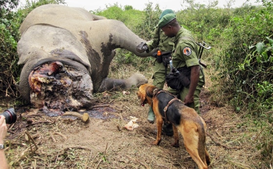A picture released by the Virunga National Park on March 5, 2012 shows Rangers and their dog looking on February 28, 2012 at the large bloated carcass of an adult elephant laying in the bushes by a river in the Ishasha Valley. The Park said