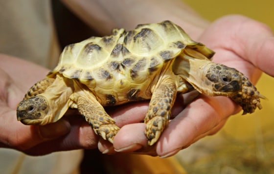 A man displays a two-headed turtle 'Testudo horsfieldi' at National Museum of natural history in Kiev, Ukraine, Monday, March 5, 2012. Besides the two heads the reptile has six legs. (AP Photo/Efrem Lukatsky)