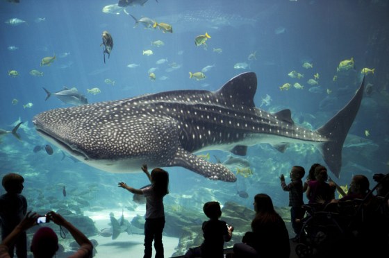 Children and parents are dwarfed by a whale shark as it passes by inside a tank March 6, 2012 at the Georgia Aquarium in Atlanta, Georgia. The whale shark is the largest living fish species. AFP PHOTO/DON EMMERT (Photo credit should read DON EMMERT/AFP/Getty Images)