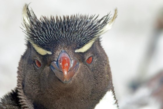 One of the many rockhopper penguins that reside on Penguin Island near Puerto Deseado, Argentina.