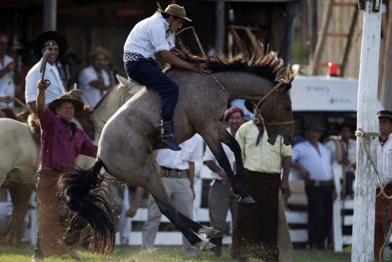 A gaucho rides an untamed horse during the Patria Gaucha Festival in Tacuarembo, 400 km (249 miles) north of Montevideo, March 8, 2012. The festival celebrates the preservation of the country's rural traditions and country life. REUTERS/Andres Stapff (URUGUAY - Tags: SOCIETY ANIMALS)