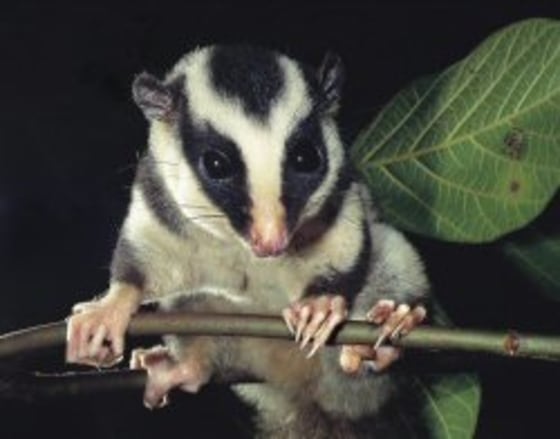 Fergusson Island Striped Possum 