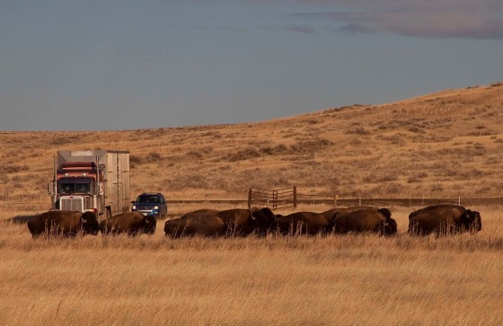 Some of the 71 bison calves trucked from Canada are released onto grassland in Montana.