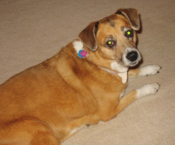 Ginger is a dog with kidney failure possibly tied to jerky treats.