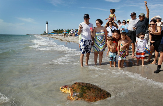KEY BISCAYNE, FL - MARCH 13: People watch as one of two loggerhead sea turtles are released back into the wild at Bill Baggs Cape Florida State Park after they underwent rehabilitation at Miami Seaquarium March 13, 2012 in Key Biscayne, Florida. The two loggerhead sea turtles weighing in at 90 lbs and 125 lbs were both found weak in the wild, covered in parasites and facing buoyancy issues. (Photo by Joe Raedle/Getty Images)
