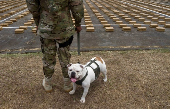 A member of the National Aerial Naval Service, SENAN, and a drug-sniffing dog, stand guard before a display of seized packaged cocaine during a media presentation at the Vasco Nunez de Balboa Naval Base in Panama City, Tuesday March 13, 2012. The air and naval authorities seized the 1.360 kilos of cocaine on a boat that was entering the Pacific coast of Panama, in the largest drug seizure so far this year, said Commissioner Ramon Nonato Lopez, SENAN director of operations, at a Tuesday press conference. (AP Photo/Arnulfo Franco)