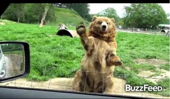 Bears waving
