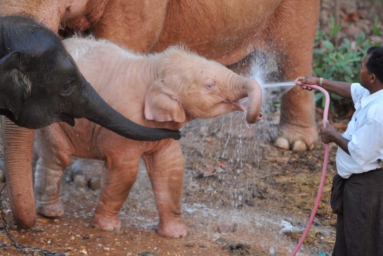 This picture taken on March 26, 2012 shows a caretaker bathing a newly-born white elephant in Naypyidaw. Kings and leaders in the predominantly Buddhist nation have traditionally treasured white elephants, whose rare appearances in the country are believed to herald good fortune, including power and political change. AFP PHOTO/SOE THAN WIN (Photo credit should read Soe Than WIN/AFP/Getty Images)