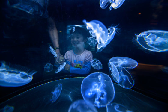 A girl watches Moon Jellies swimming in a giant cylindrical aquarium on display during the preview for