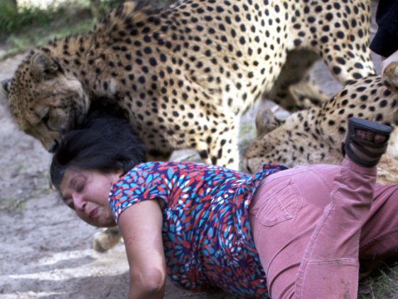 Violet D'Mello of Scotland was attacked by two young cheetahs in the petting area of the Kragga Kamma Game Park near Port Elizabeth, South Africa. Her husband captured the attack on camera. When Michelle Bodenheimer of Portland, Ore. heard about the attack, she was furious -- those same two cheetahs injured her three years before.