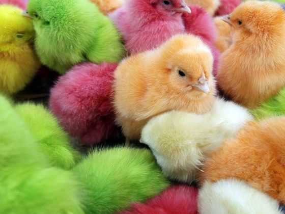 Brightly dyed chicks sold as Easter gifts are part of the problem that sparked an eight-year outbreak of salmonella Montevideo infections that sickened 316 people in 43 states, mostly young children, according to CDC researchers.