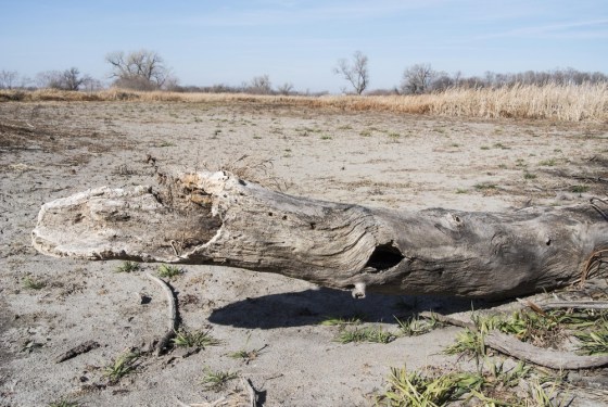 A tree trunk rests on the bed of a dried lake in Waterloo, Neb., on Nov. 20.