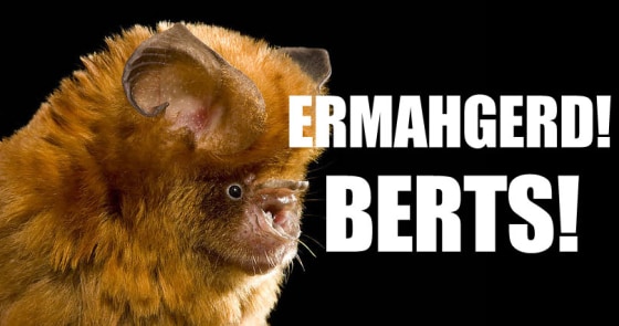 baturday.tumblr.com via BoingBoing.net