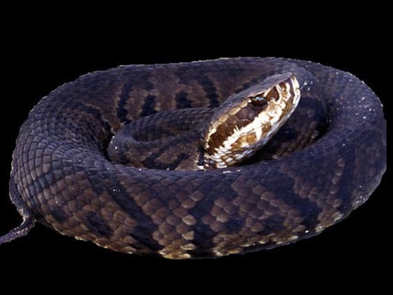 A cottonmouth, also known as a water moccasin. A new study shows cottonmouths and other vipers can harbor easterm equine encephalitus virus