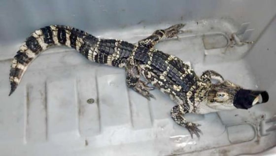 New York police discovered a 3.5-foot alligator during a search of a Brooklyn couple's home Monday.
