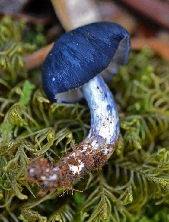 A striking mushroom known as Entoloma aff. purpurea was found at an altitude of 6,500 feet (2,000 meters).