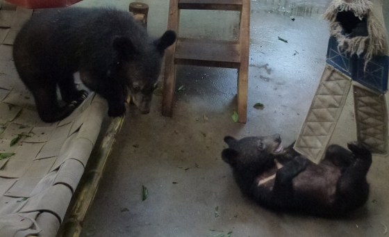 Two bear cubs recovered from suspected poachers play at Animals Asia's bear rescue center in Tam Dao, Vietnam.