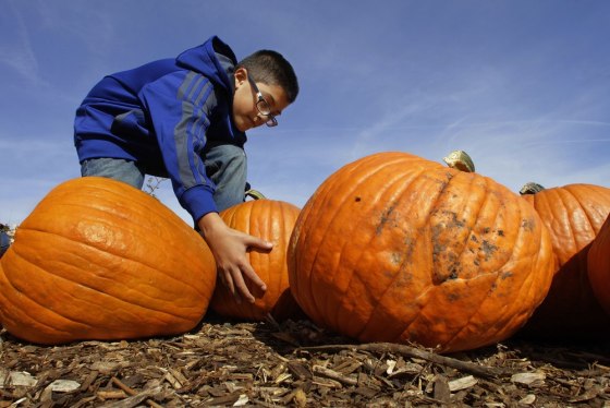Louie Davila searches for just the right pumpkin to be carved into a jack-o-lantern this Halloween at John Ackerman's pumpkin farm in Morton, Illinois on Oct. 9, 2012. Unlike other farmers this year, pumpkin growers have plenty to show during the nation's worst drought in decades, and the reason is pretty simple- pumpkins do well in dry weather.