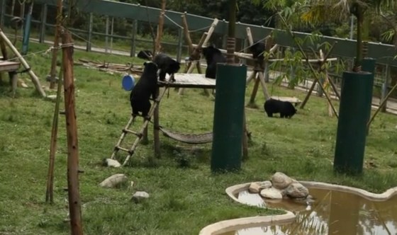 Rescued bears play inside the compound operated by Animals Asia in Vietnam.