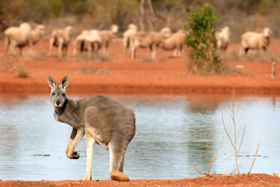 A kangaroo stands next to a rare waterhole as sheep gather as they look for food on a station near White Cliffs, Australia.