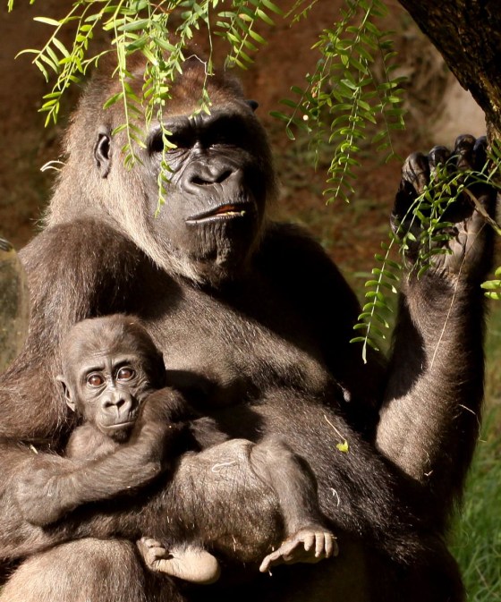 Safari Park at San Diego Zoo, Calif.