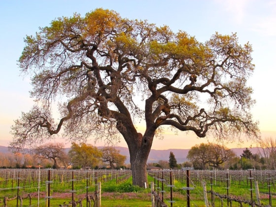 Vineyard in Santa Ynez Valley, Calif.