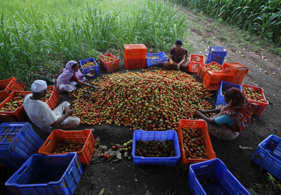 Labourers sort through and grade harvested tomatoes on a farm that supplies fresh produce to Wal-Mart in Narayangaon, about 112 miles west of Mumbai.