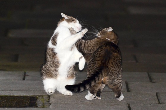 British Prime Minister David Cameron's cat Larry and Chancellor George Osborne's cat Freya fight in Downing Street, London, on Tuesday.