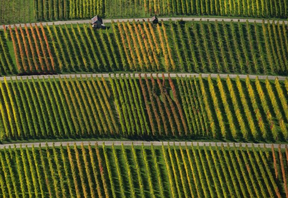 Wine grapes with autumn colors are pictured from the ruins of Hohenneuffen castle on the edge of the Swabian Alps in Neuffen, southern Germany, on Oct. 19.